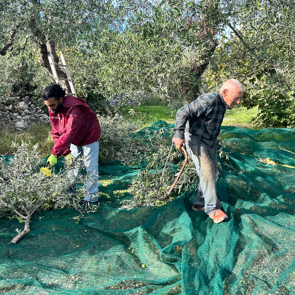 Creator Spotlight: What Do a NYC DJ and LA Skincare Entrepreneur Know About Olive Oil?